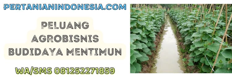 peluang,bisnis,agrobisnis,sayur,sayuran,ketimun